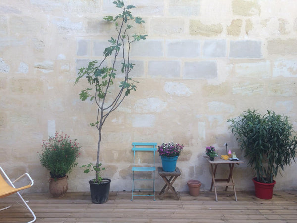 Belle maison avec cour et terrasse proche du centre et à deux pas du Jardin Publ Bordeaux, France Maison spacieux proche Jardin Public Entire home vacation rental 50147239