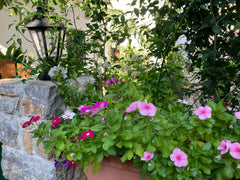 Our apartments are in the center from Palaiochora. Restaurants, bars and shops a Palaiochora, Greece Family House Frantzeskakis 2 Apartment Jannis Entire rental unit vacation rental 42007230