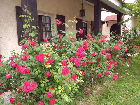 Maison 2 pièces,  dans jardin calme à 15 km du centre de Bordeaux, commerces pro Bordeaux, France Maison deux pièces dans jardin Entire home vacation rental 33930116