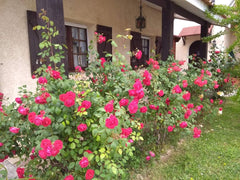 Maison 2 pièces,  dans jardin calme à 15 km du centre de Bordeaux, commerces pro Bordeaux, France Maison deux pièces dans jardin Entire home vacation rental 33930116