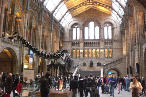 London Natural History Museum with Dinosaurs Gallery Private Tour for Kids  Private Tours and Travel Guide Europe London CITY London Destination Tour Europe London CITY London