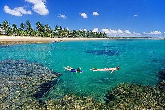 Praia do Forte and Tamar Project (PRIVATE)  Private Tours and Travel Guide America Bahia CITY Salvador da Bahia Destination Tour