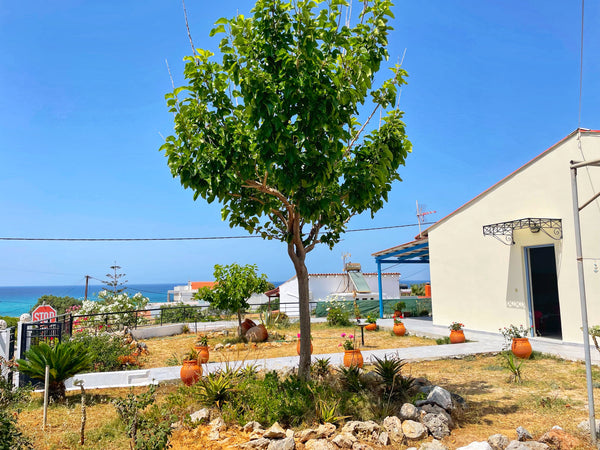 The house, with total capacity of 110sqm, is located in a quiet area, just 100 m Chania, Greece Seaside country house 110sqm 50m from the beach Entire home vacation rental 20131890