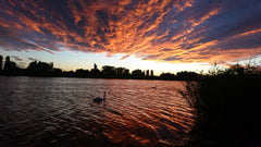 Erholungsgebiet direkt an der blauen Alten Donau...Wiese sowie Badstrand ,Badste Vienna, Austria Linda's Suite! Urlaubsfeeling in Wien... Private room in guesthouse vacation rental 19558342