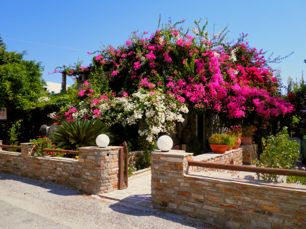 Our double studios are ideal for those seeking peaceful vacations. You will be s Naxos, Greece Dimitra Studios (Standard Studio) Room in hotel vacation rental 5932048