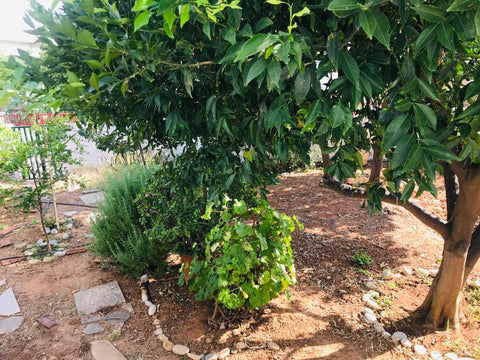 A quiet one room apartment with garden in the middle of malia city,5min away fro Heraklion, Greece The garden view apartment2 Entire condo vacation rental 43890606