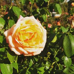 Decoration simple mais agreable. Bien equipé.<br />Appartement luminieux.<br />< Saint-Médard-en-Jalles, France Welcom Private room in rental unit vacation rental 22164186