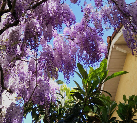 Charmant studio attenant à notre maison de centre-ville bordelais.<br />Il dispo Bordeaux, France Charmant studio avec vélos Entire guesthouse vacation rental 30467124