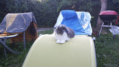 Houses with garden 15 minutes from the city center by public transport, close to Abzac, France Petit maison au calme Entire home vacation rental 5235688