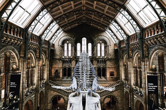 The Natural History Museum London Guided Tour Semi Private 8ppl Max  Private Tours and Travel Guide Europe London CITY London Destination Tour