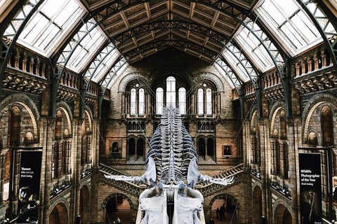 The Natural History Museum London Guided Tour Semi Private 8ppl Max  Private Tours and Travel Guide Europe London CITY London Destination Tour Europe London CITY London