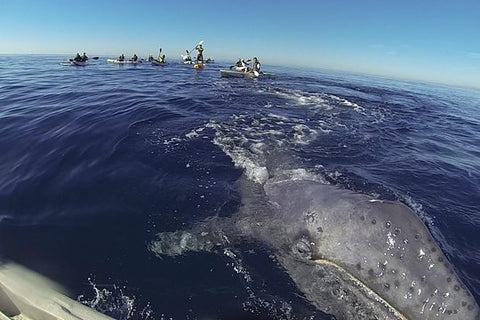 2 Hour Whale Watching Kayak Tour for Two  Private Tours and Travel Guide America Los Angeles CITY La Jolla Destination Tour America Los_Angeles CITY La Jolla