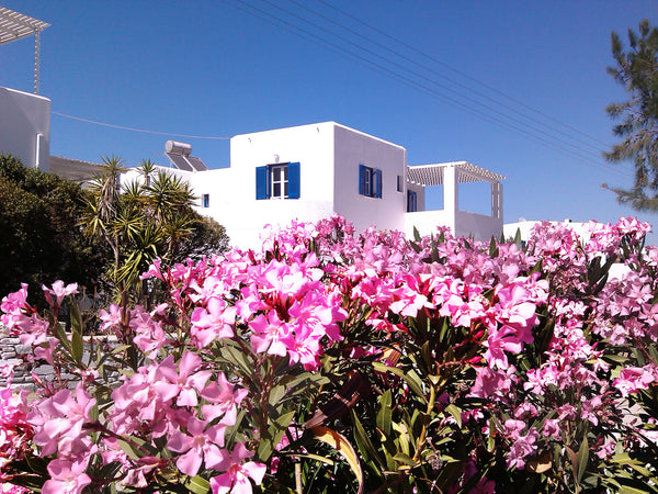 Located 100 meters from the Logaras sundy beach ,.Piso Livadi and Marpissa vilag Paros, Greece Nicos studio F Entire rental unit vacation rental 13473803