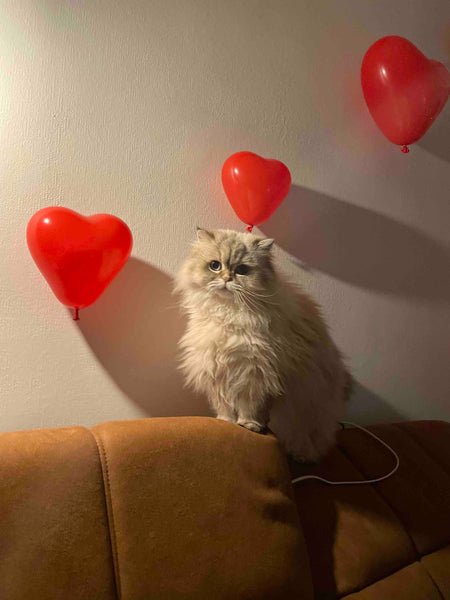 Een privé appartement met veel mogelijkheden.<br />Het appartement bevind zich d Zwevegem, Belgium House Entire rental unit vacation rental 45495715