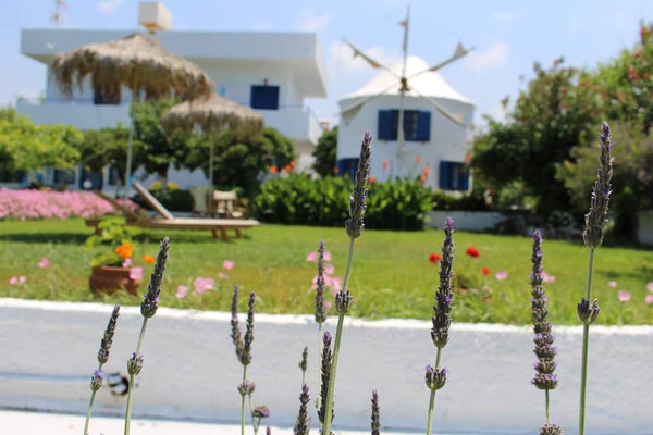Comfortable and friendly studios and apartments, ready to welcome you and offer  Gerani, Greece Anemomilos Studios & Apartments-Studio Private room in rental unit vacation rental 581620337049642779