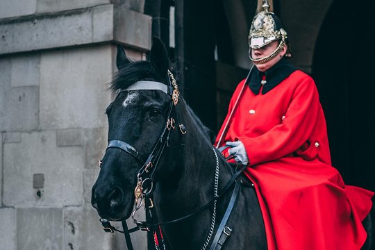 A Magical Adventure about London Animal heroes:pigeon and horses(Private)  Private Tours and Travel Guide Europe London CITY London Destination Tour