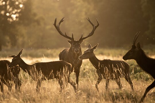 Wildlife Photography Workshop in Richmond Park in London  Private Tours and Travel Guide Europe London CITY London Destination Tour