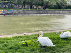 Fully furnished apartment, located in the 2nd district.<br /><br />A quiet stree  Apartment near Prater Gardens & Danube Canal Entire rental unit vacation rental 50828749