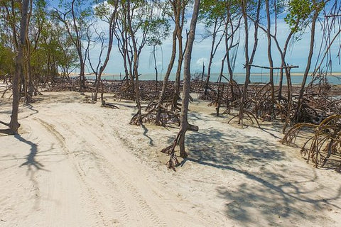 Private Buggy Tour To Mangue Seco  Private Tours and Travel Guide America Sao Paulo CITY Jericoacoara Destination Tour America Sao_Paulo CITY Jericoacoara