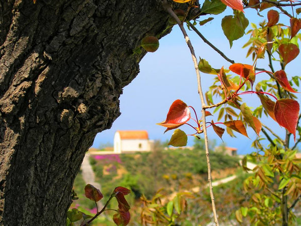 My home situated 18 km of the center of Rethymno at a village called Charkia whi Alimos, Greece Lovely village in the nature 160 tm house