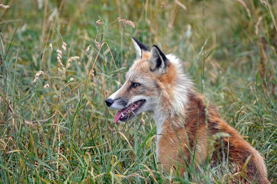 Fox Encounter for 2 people and park entry  Private Tours and Travel Guide Europe London REGION East Midlands Destination Tour