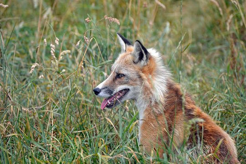 Fox Encounter for 2 people and park entry  Private Tours and Travel Guide Europe London REGION East Midlands Destination Tour Europe London REGION East Midlands