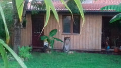 Description<br />Un petit studio dans le fond de notre jardin avec un accès aux   Charmant studio au fond d'un jardin Private room in guesthouse vacation rental 40021098