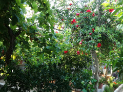 This a 2nd floor fully furnished apartment consisting of two bedrooms (1 double  Athens, Greece Lydia's Garden Entire home vacation rental 25862121
