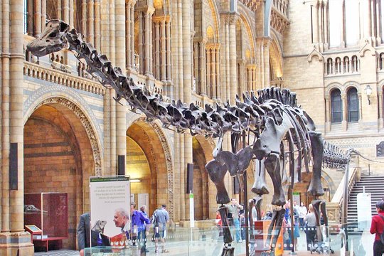 Kid Friendly Natural History Museum & Dinosaurs Private Guided Tour in London  Private Tours and Travel Guide Europe London CITY London Destination Tour