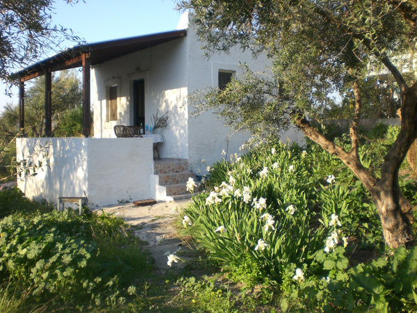 The property for is set in our 2,000 m2 olive grove located in the lush and peac Kos, Greece Kalokairi Cottage Entire guesthouse vacation rental 19548703