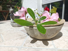 Maison mitoyenne très agréable et bien située<br />A 200m commerces, restaurant, Mérignac, France Sweat home semaine - idéal visite Bordeaux /région Entire home vacation rental 649853989838256757