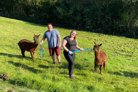 Private Alpaca Farm Tour in Tunstead Milton  Private Tours and Travel Guide Europe London COUNTRY England Destination Tour