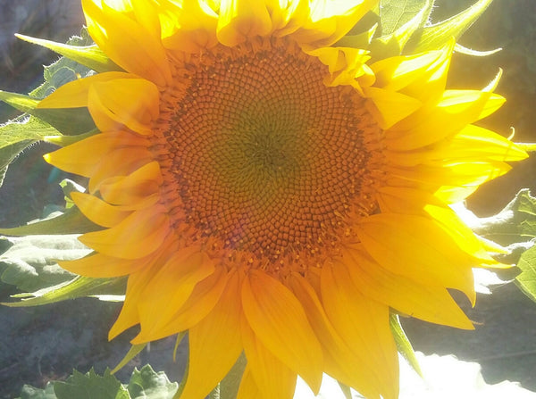 C'est une maison paisible, proche des commerces et des transports en commun ( bu Villenave-d'Ornon, France Chambre calme proche Bordeaux Private room in home vacation rental 21107205