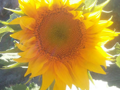 C'est une maison paisible, proche des commerces et des transports en commun ( bu Villenave-d'Ornon, France Chambre calme proche Bordeaux Private room in home vacation rental 21107205