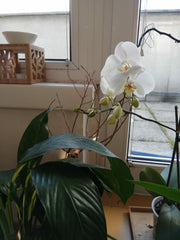 Very bright appartment in a perfect condition, relevantly new, furnished on the  Odesa, Ukraine *Studio in city centre 2nd dst, 50m2, incl terrace Entire rental unit vacation rental 33926355