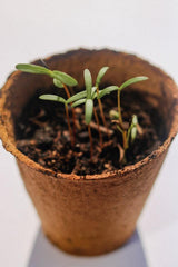 Grow your own Plant