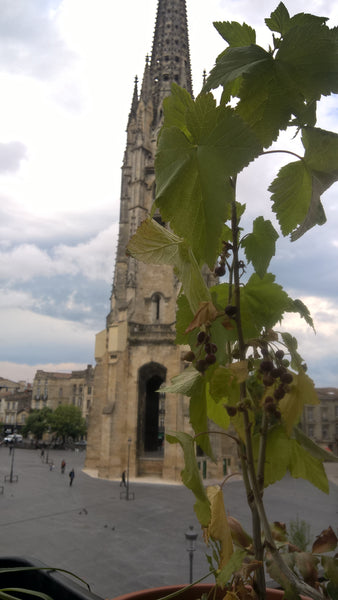 En plein coeur du quartier st Michel nous louons 2 belles chambres spacieuses et  2 chambres avec lit double Private room in rental unit vacation rental 19706981