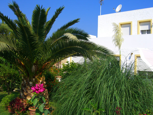 Mitten in den Olivenhainen im freistehendem Haus mit Terrassen in allen Himmelsr  Villa Zini  - Zimmer plus Frühstück Private room in home vacation rental 656836750190032551