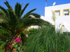 Mitten in den Olivenhainen im freistehendem Haus mit Terrassen in allen Himmelsr  Villa Zini  - Zimmer plus Frühstück Private room in home vacation rental 656836750190032551
