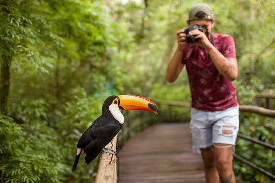 Bird Park Tour  Private Tours and Travel Guide America Sao Paulo CITY Foz do Iguacu Destination Tour