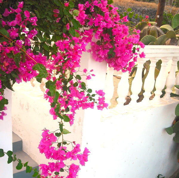 Our cosy house is located in Fira, the capital of the island and is a 7-minute w Pireas, Greece !Our cosy house! Entire rental unit vacation rental 10276909