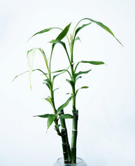 Grow your own Plant