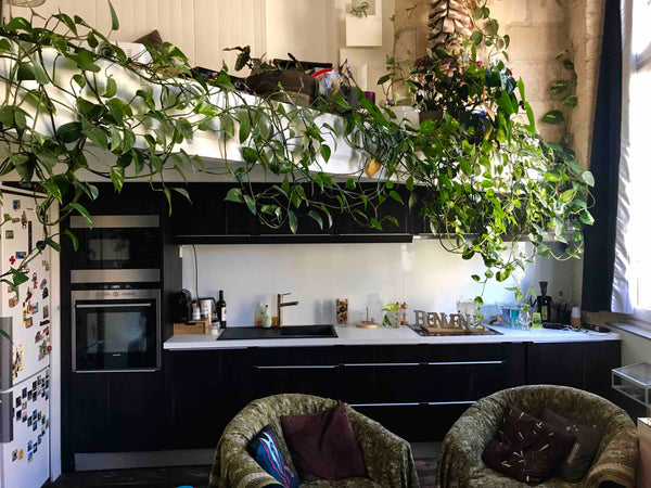 Appartement du 18ème siecle en pierre apparente, bois et plantes dans un esprit  Bordeaux, France 🌈Appart t2bis Pierre & Plantes, prox Centre Ville Entire rental unit vacation rental 18188788