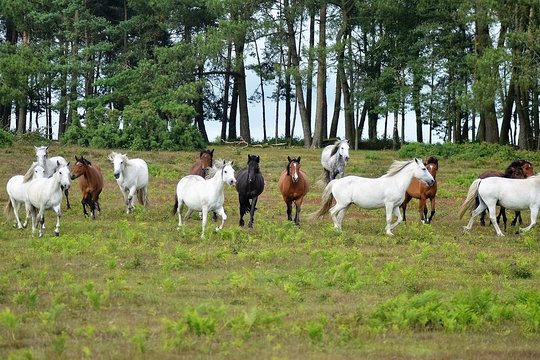 New Forest & Salisbury Day Tour from Southampton  Private Tours and Travel Guide Europe London CITY Southampton Destination Tour