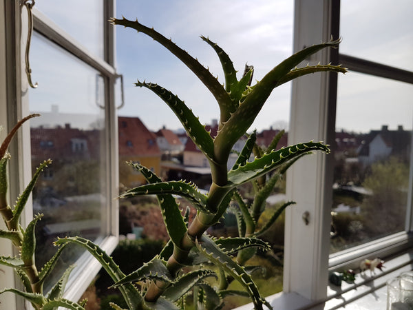 The apartment is located beautifully in a quieter area of Copenhagen with access Copenhagen, Denmark Copenhagen, Charming 2 room apartment. Entire rental unit vacation rental 12822909