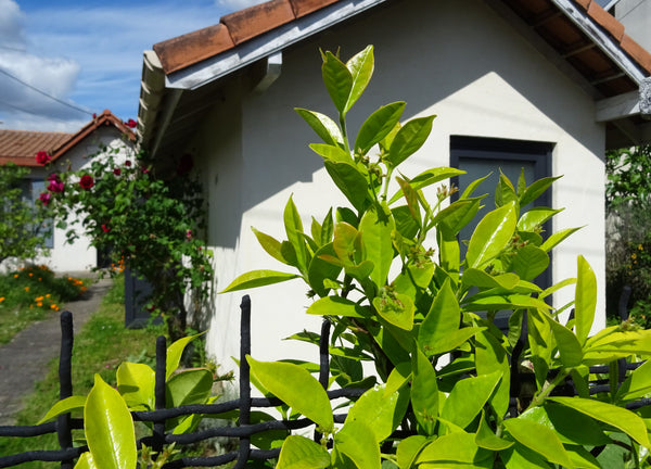 Quartier sympa et calme à 5mn de Kedge, de l'ENSAP (archi), ENSAM... <br />Ligne Aquitaine, France Annexe de plain pied proche universités Talence Entire guesthouse vacation rental 34253289