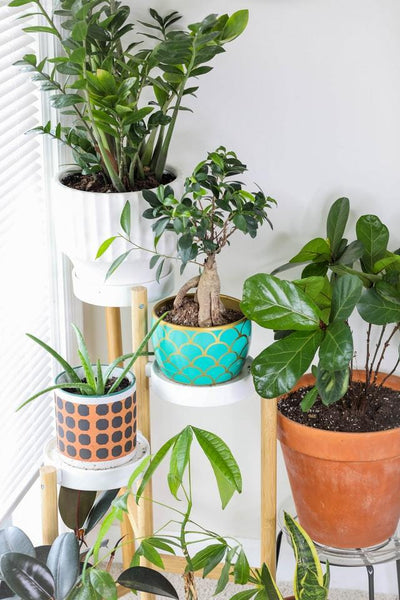 Grow your own Plant