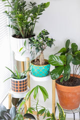 Grow your own Plant